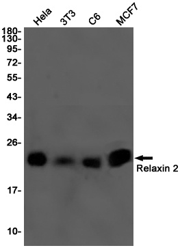 RLN2 Antibody