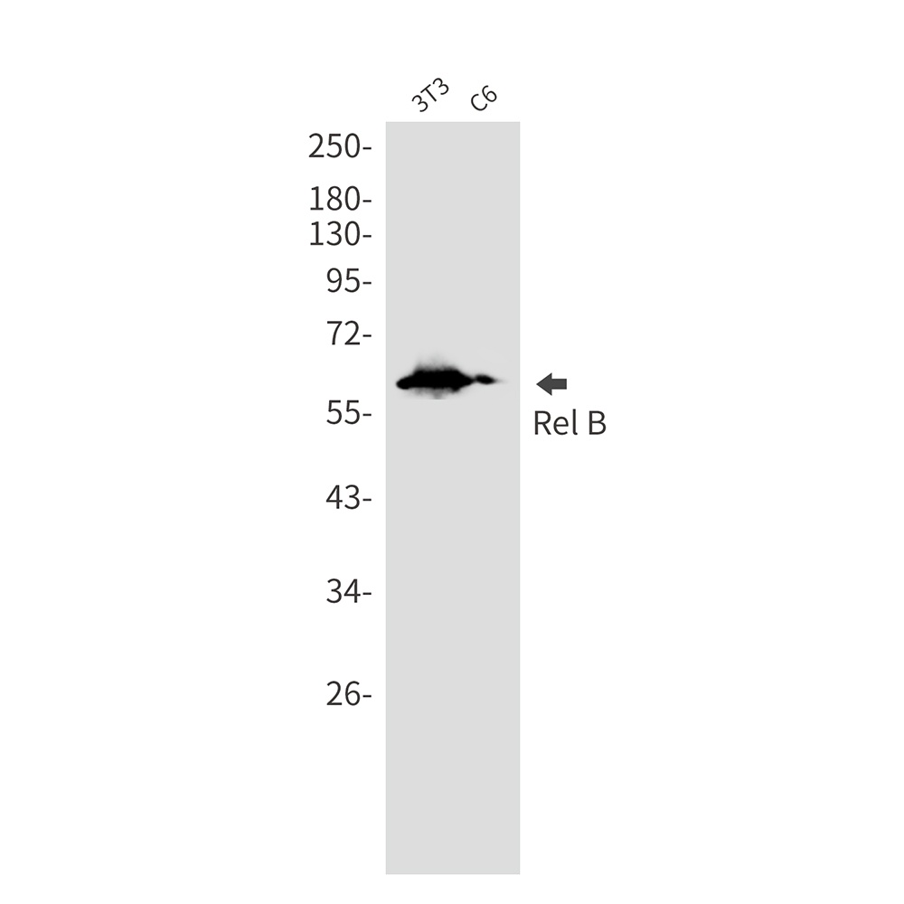 [KD] Rel B Rabbit mAb
