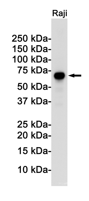 [KD] Rel B Rabbit mAb