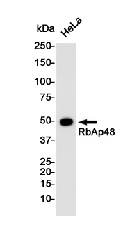 RBBP4 Rabbit mAb