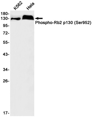 RBL2 Antibody