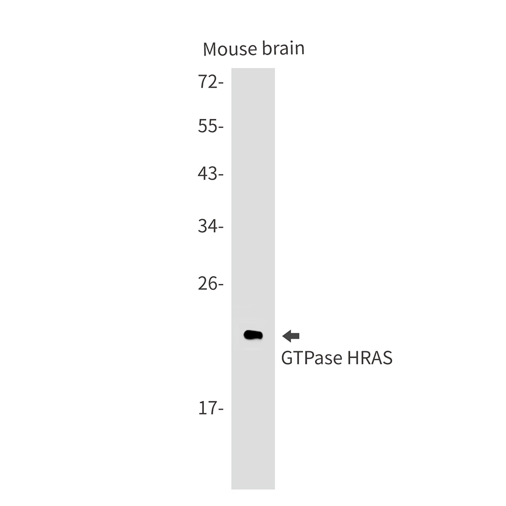 NRAS Antibody