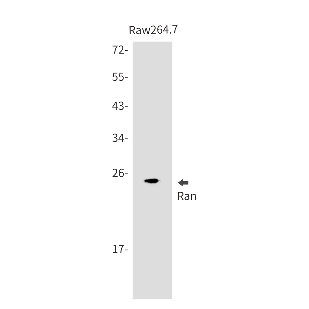 Ran Rabbit mAb