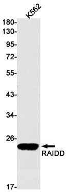 RAIDD Rabbit mAb