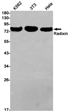 Radixin Rabbit mAb