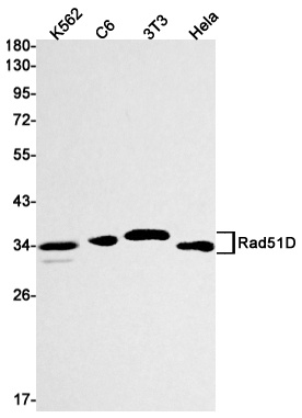 RAD51D Antibody