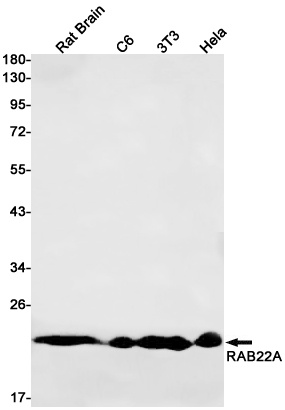 Rab22A Rabbit mAb