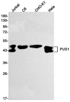 PUS1 Antibody