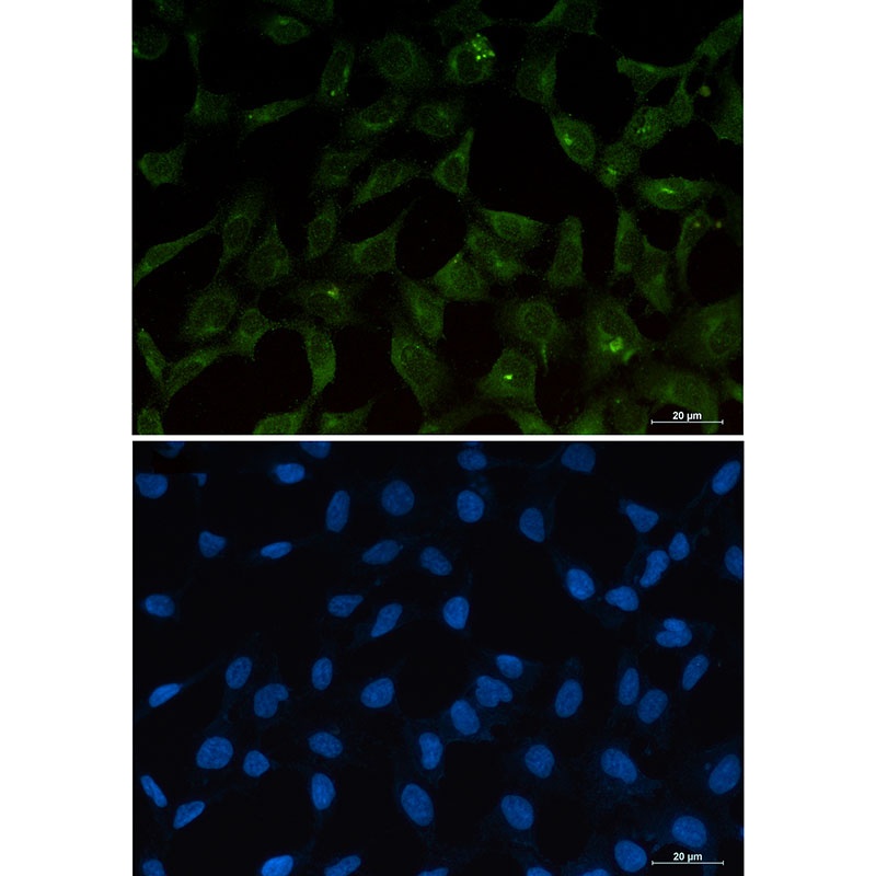 BBC3 Antibody