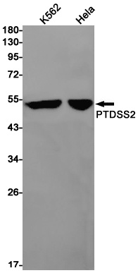 PTDSS2 Antibody
