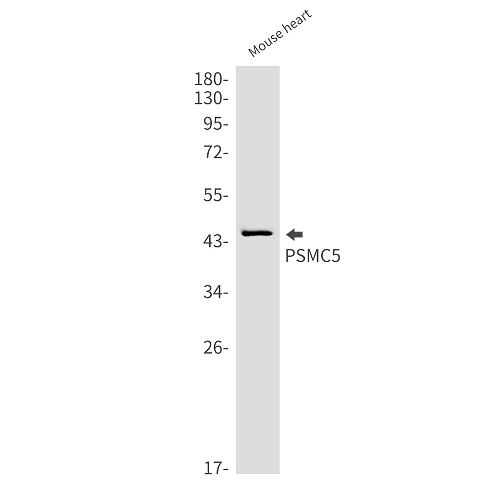 PSMC5 Antibody