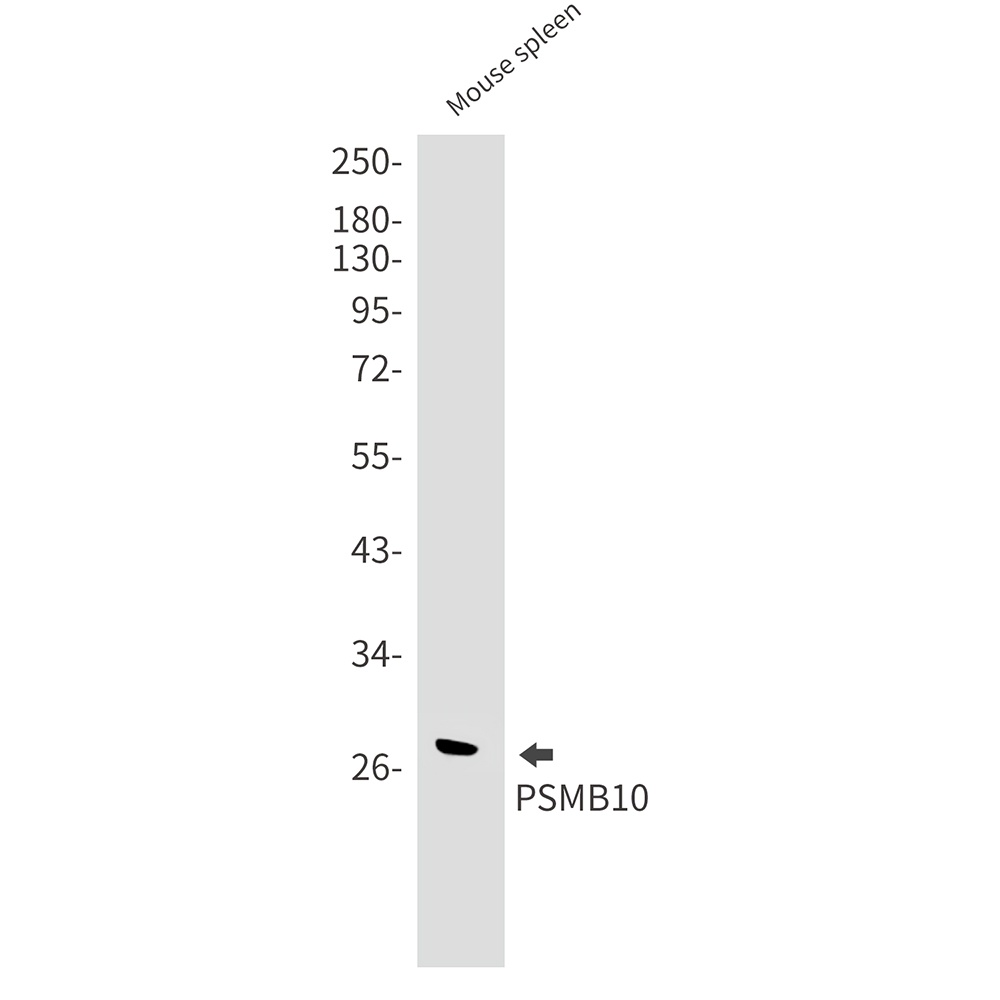 [KO] PSMB10 Rabbit mAb
