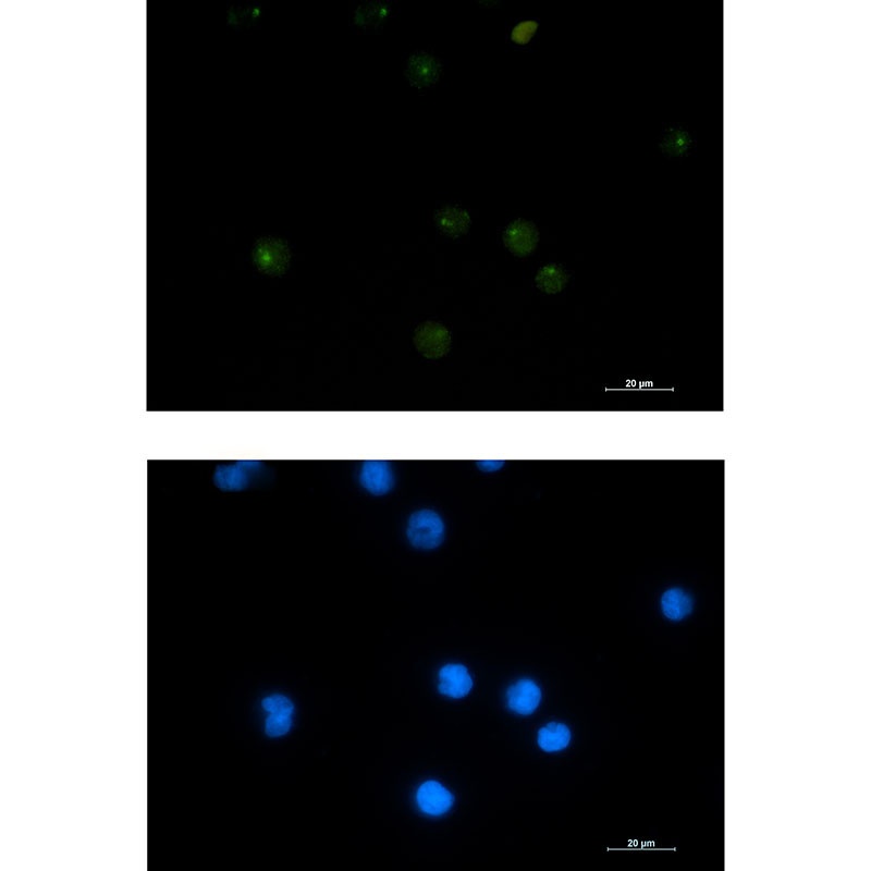 GINS1 Antibody