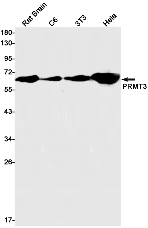 PRMT3 Rabbit mAb