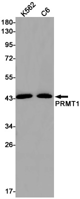 [KO] PRMT1 Rabbit mAb