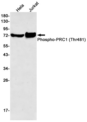 PRC1 Antibody
