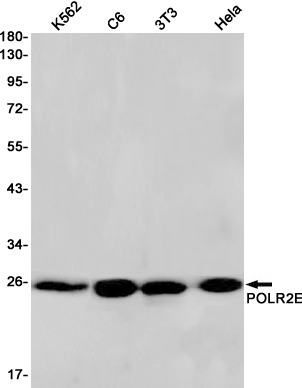 POLR2E Antibody