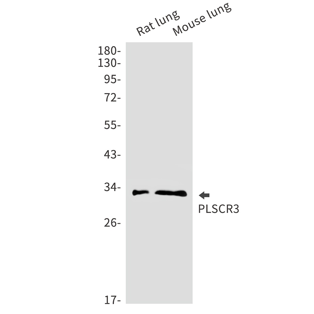 PLSCR3 Rabbit mAb