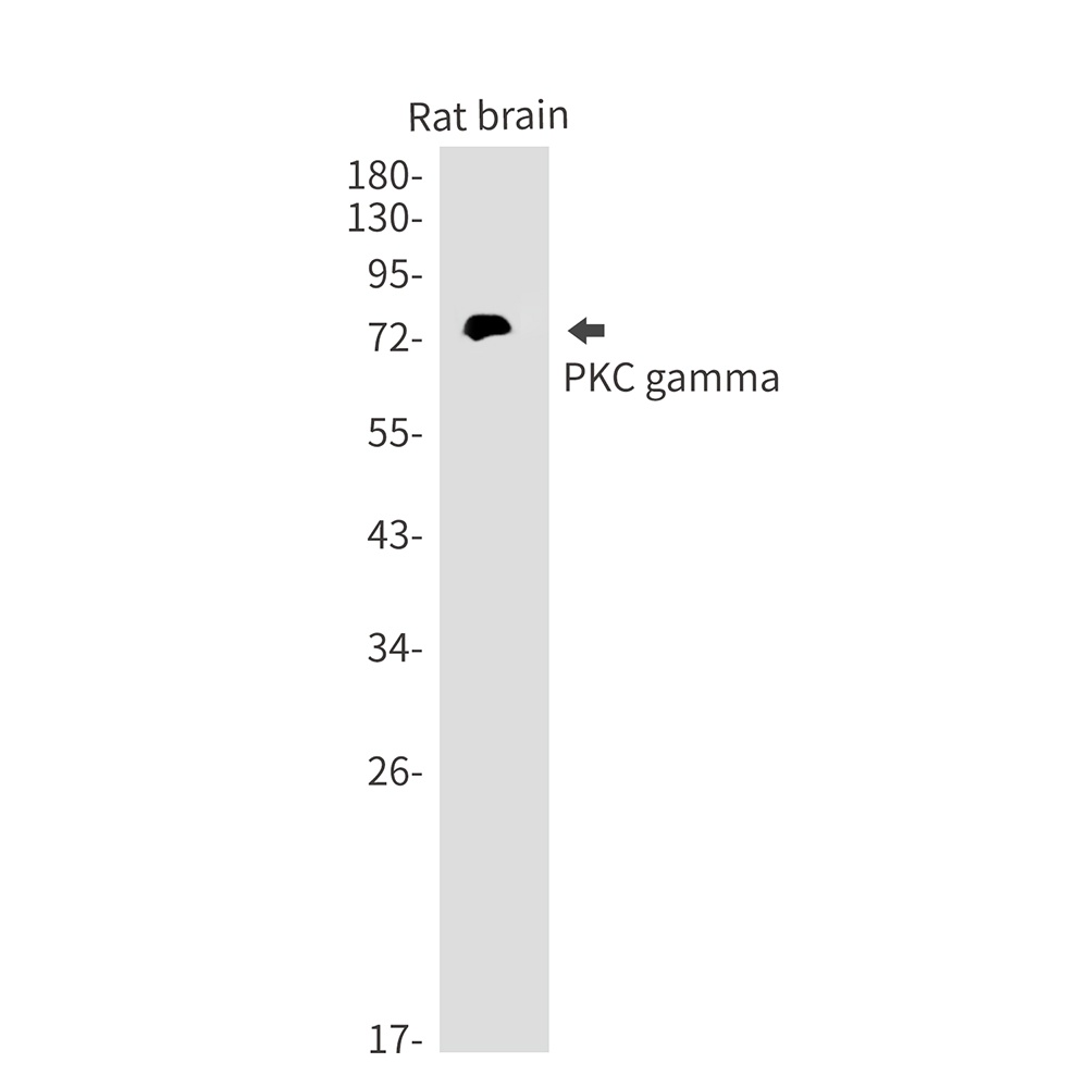 PRKCG Antibody