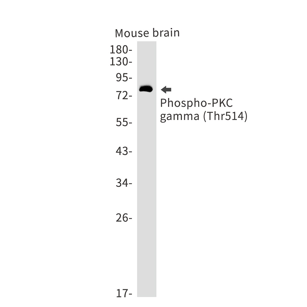 [KD] Phospho-PKC gamma (Thr514) Rabbit mAb