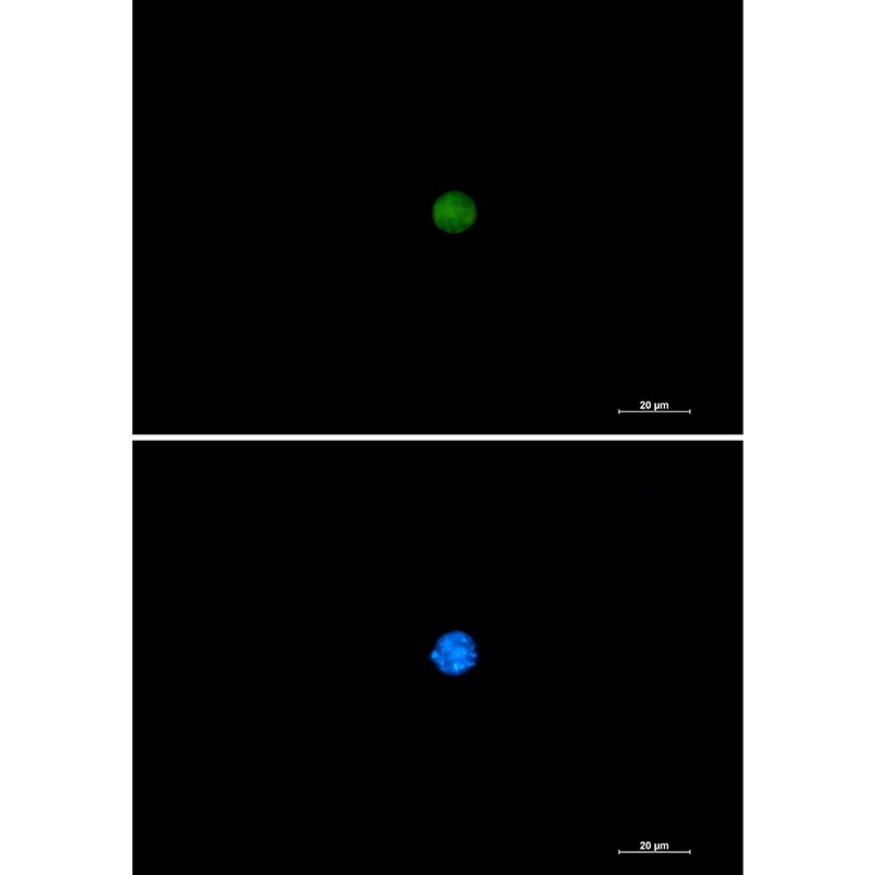 PIN1 Antibody