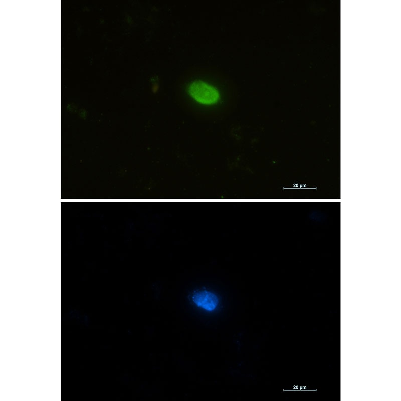 PIN1 Antibody