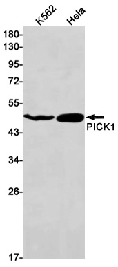 PICK1 Antibody