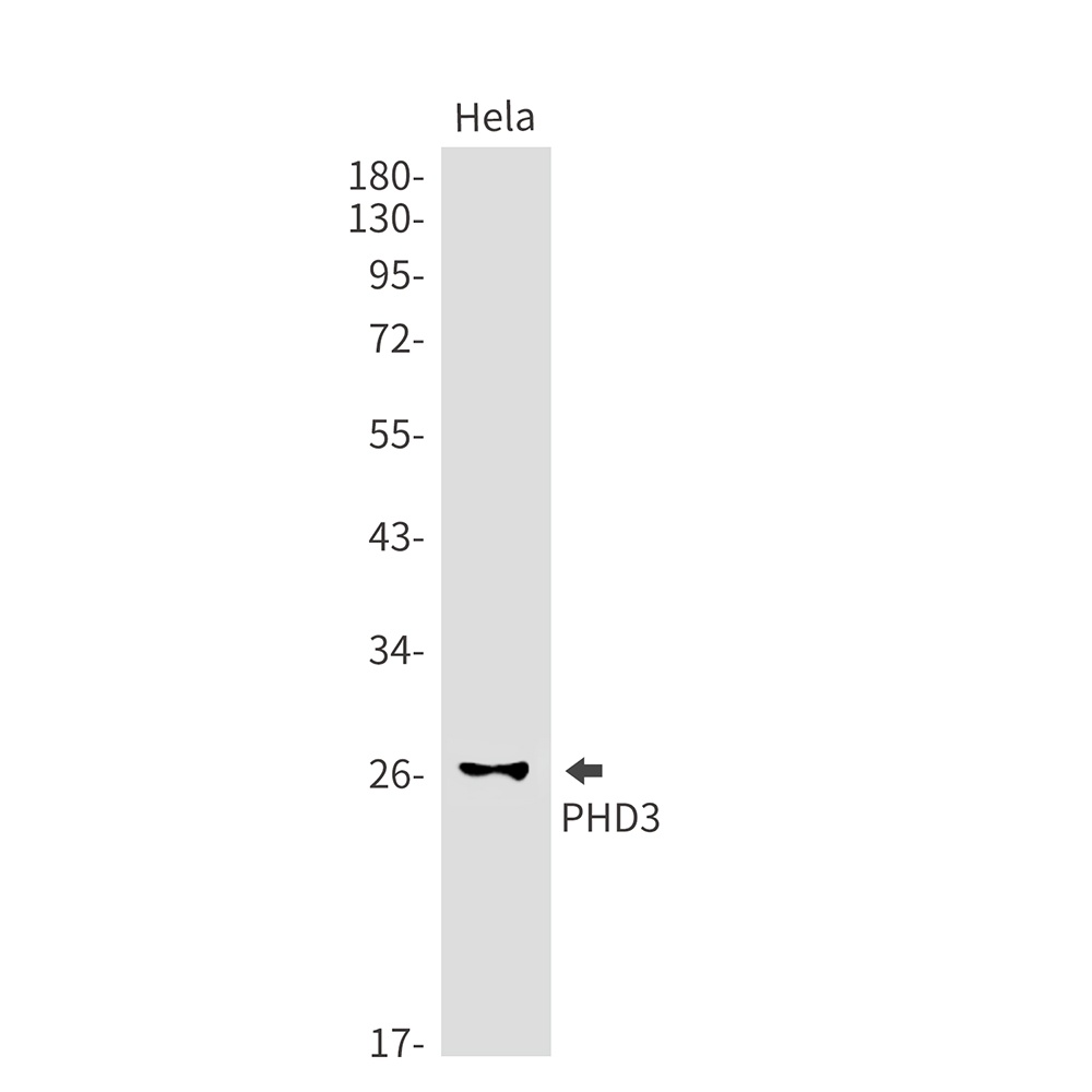 PHD3 Rabbit mAb