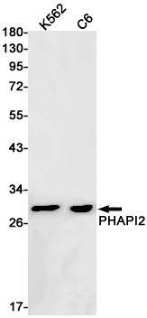 PHAPI2 Rabbit mAb