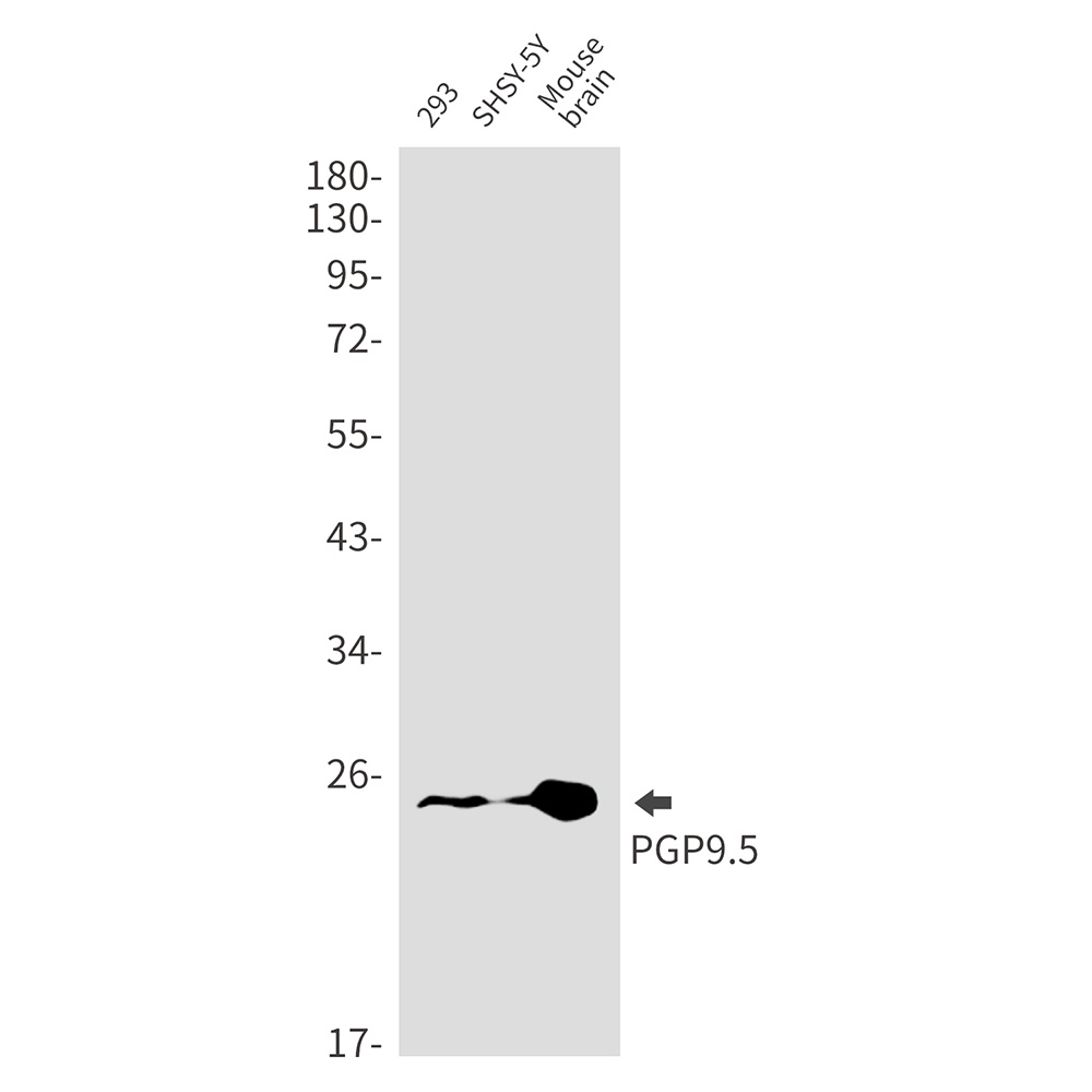 UCHL1 Antibody