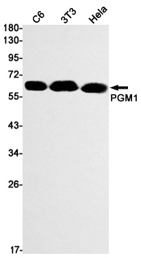 PGM1 Antibody