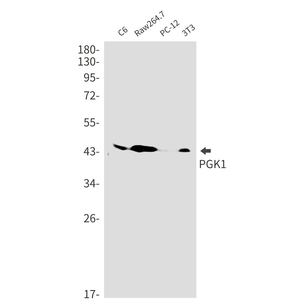 PGK1 Antibody