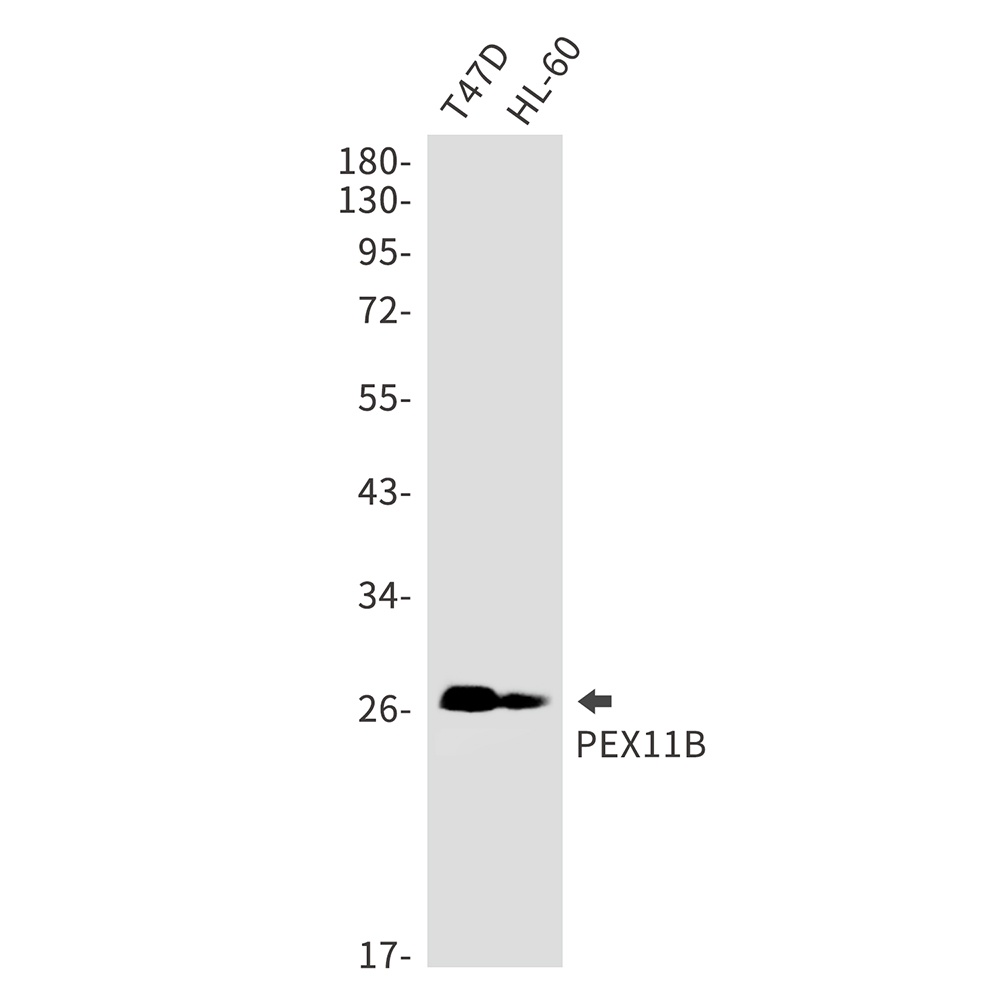 PEX11B Antibody