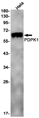PDPK1 Antibody