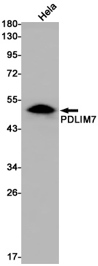 PDLIM7 Antibody