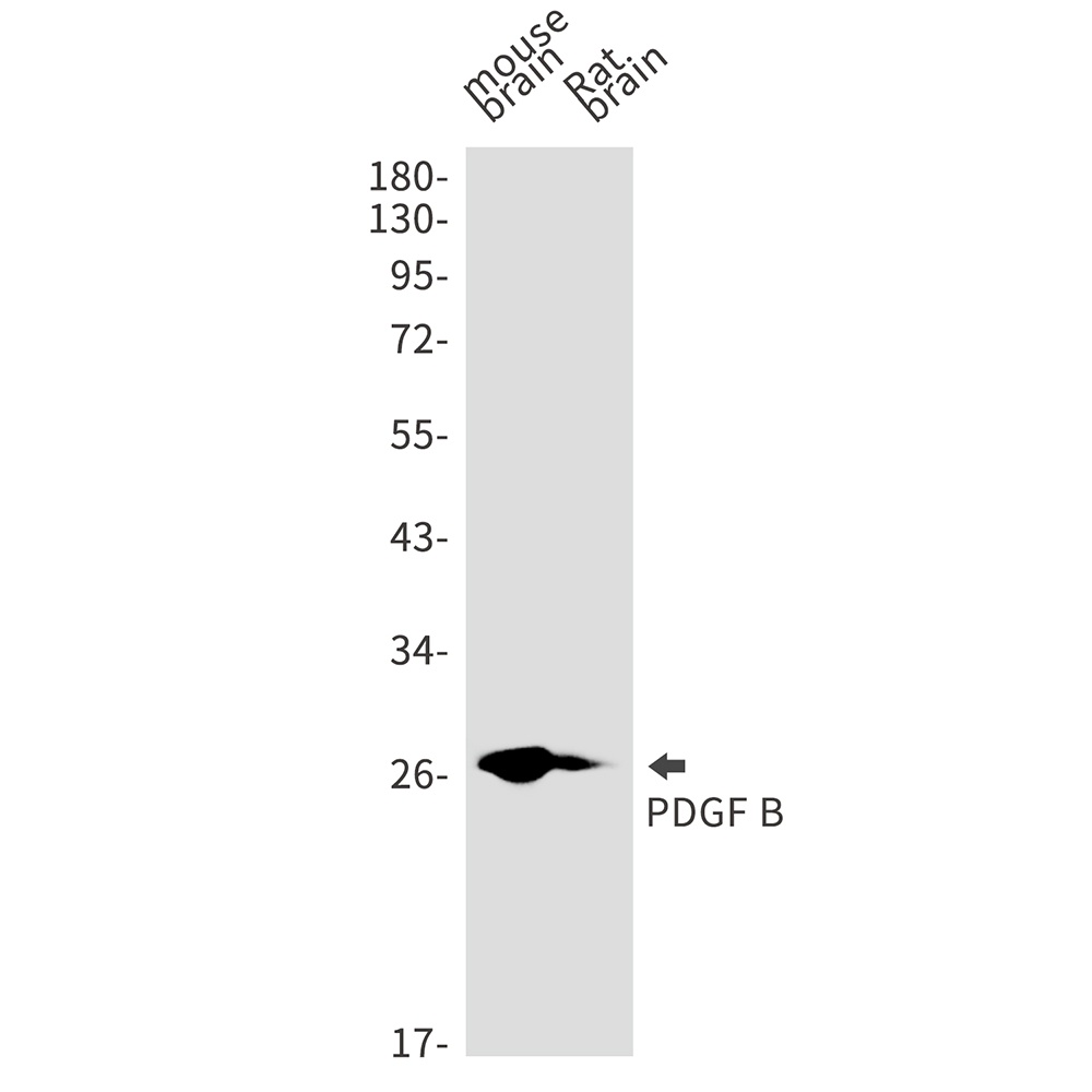 PDGFB Antibody