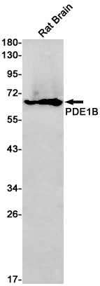 PDE1B Antibody