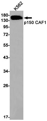 CHAF1A Antibody