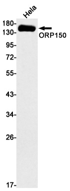 ORP150 Rabbit mAb