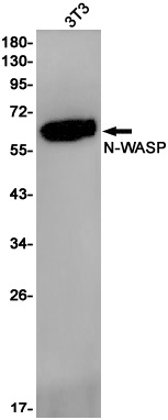 WASL Antibody