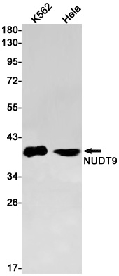 NUDT9 Antibody