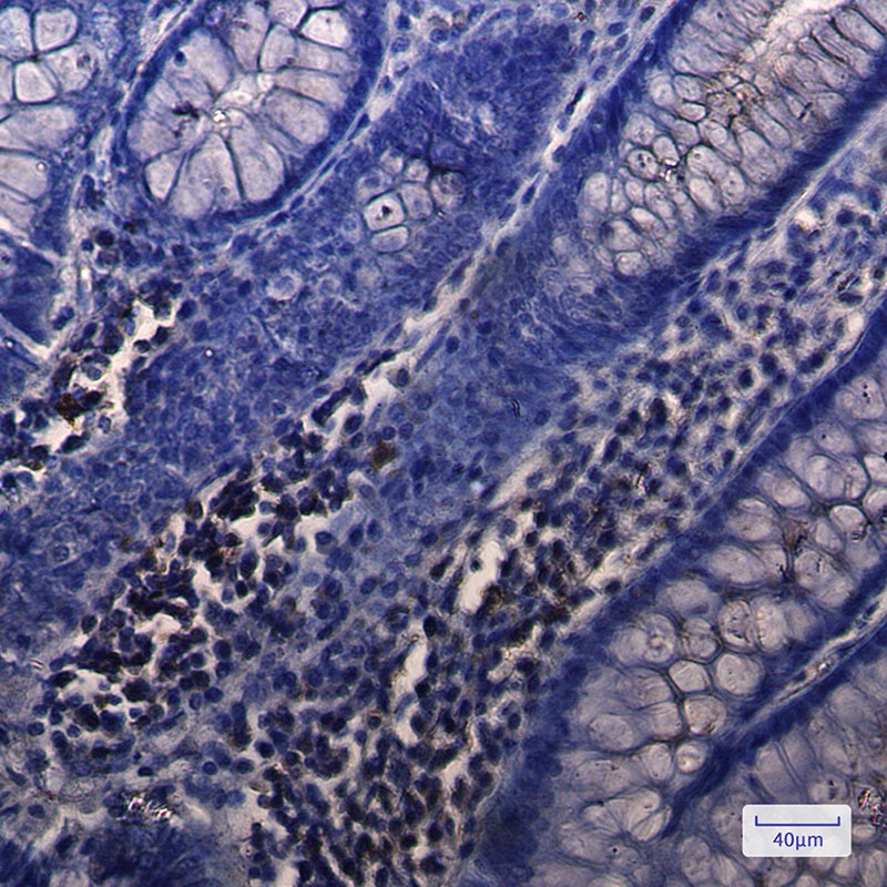 NUDT19 Rabbit mAb