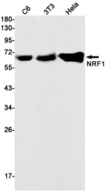 NRF1 Antibody