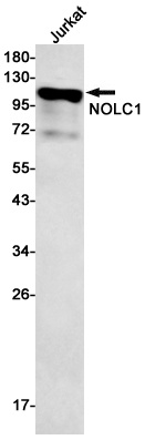 NOLC1 Antibody