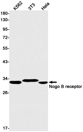 NUS1 Antibody