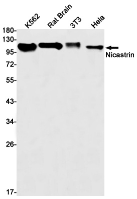 NCSTN Antibody