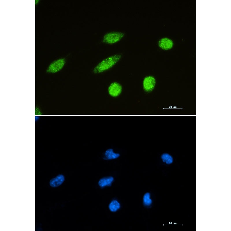 RBFOX3 Antibody