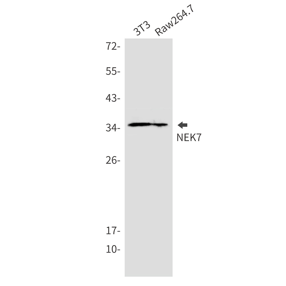 NEK7 Rabbit mAb