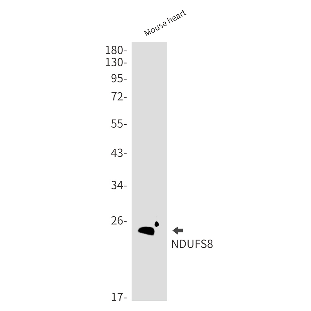 NDUFS8 Rabbit mAb