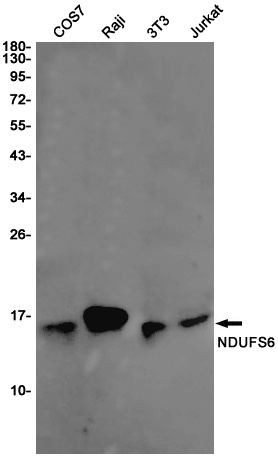 NDUFS6 Rabbit mAb